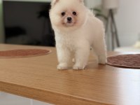 Teddy bear pomeranian boo