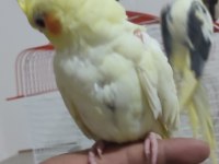 Sultan papağanı 2 aylık Buca