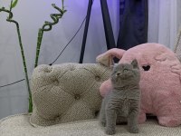 İri Gözlü Oyuncu Yavru British Shorthair