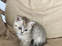 Scottish tabby dişi 2 aylık