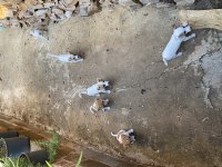 Safkan Kısa Bacak Kısa Tüy Jack Ruseell