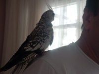 Ele alışık pied grey lutino sultanlar el besleme