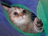 British shorthair golden dişi