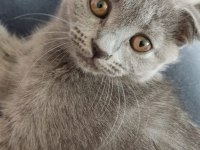 Scottish fold yavruları 3 aylık