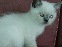 Blue point ve scottish fold yavrular 7 tane