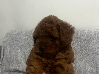 Toy poodle köpekleri