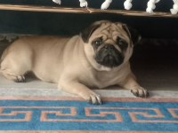 Pug köpeğimiz