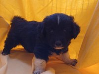 BİRBİRİNDEN GÜZEL FİNO KÖPEKLER