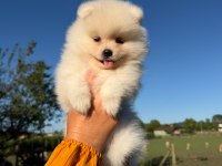 Yavru Pomeranian Boolarımız İçin Ulaşın