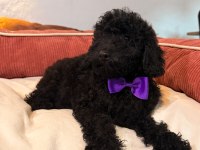 Siyah Toy poodle yavrularım
