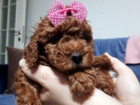 2 dişi ve 1 erkek toy poodle