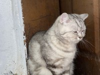 British Shorthair Dişi