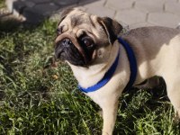 Dişi Pug Mops