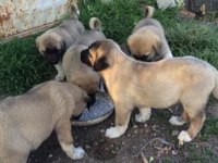 Sivas merkez kangal üretim çiftliği