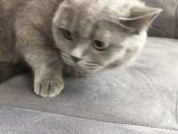 Scottish fold kedisi