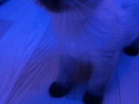 Minik british blue point british shorthair