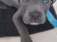 Cane Corso Yavrusu 2 Aylık
