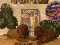 KORE POODLE YAVRULARI
