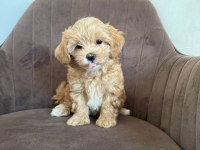 Korean Maltipoo