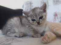 British shorthair mersin Tarsus cüzi ücretli