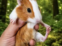 Amerikan guinea pig bebekler