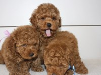 Red Brown Toy Poodle Yavrularım
