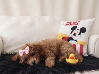 Toy Poodle Dişi