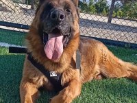 Üst seviye alman çoban köpeği erkek