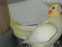 3 yavrulu Sultan Papağanı Çifti