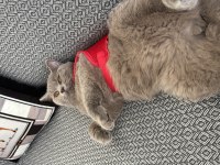 Kısır 8 Aylık Erkek British Shorthair