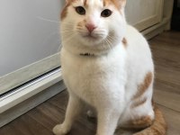 EVDEN ATILMIŞ KEDİCİĞE ACİL ÖMÜRLÜK YUVA ARIYORUZ!