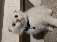 Scottish fold aşıları tam