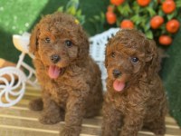 REFERANS POODLE YAVRUMUZ