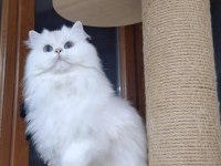 Messinin Kızı British Longhair
