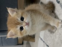 British Shorthair NY12 GOLDEN