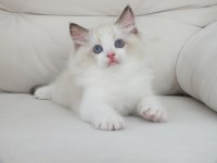 Ragdoll yavruları