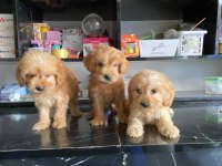 IRK VE SAĞLIK GARANTİ ORJİNAL MALTİPOO BEBEĞİMİZ