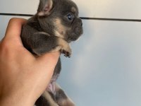 MAVİ GÖZ FRENCH BULLDOG YAVRULAR