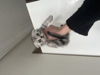 Yavru Scottish Fold Kedisi