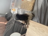 Ginepig dişi ve erkek