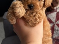 TOY POODLE YAVRULAR