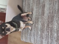 Male chihuahua