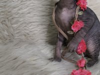Naked Beauty Sphynx Cattery