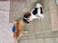 2 erkek 1 dişi köpeğimiz