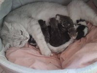 BRİTİSH KEDİLERİM ANNESİ VE YAVRULARI