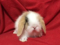 ÜST KALİTE HOLLANDA TEDDY LOP TAVŞANLAR GÖNDERİM VAR
