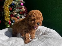 Referans Yavru Toy Poodle