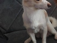 2 Yaşında Jack Russell