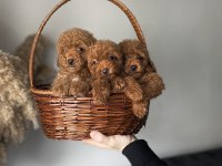 KOREKAN TOY POODLE YAVRULARIMIZ KİLO VE IRK GARANTİLİ