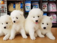 PAMUK GİBİ SAMOYED YAVRULARI